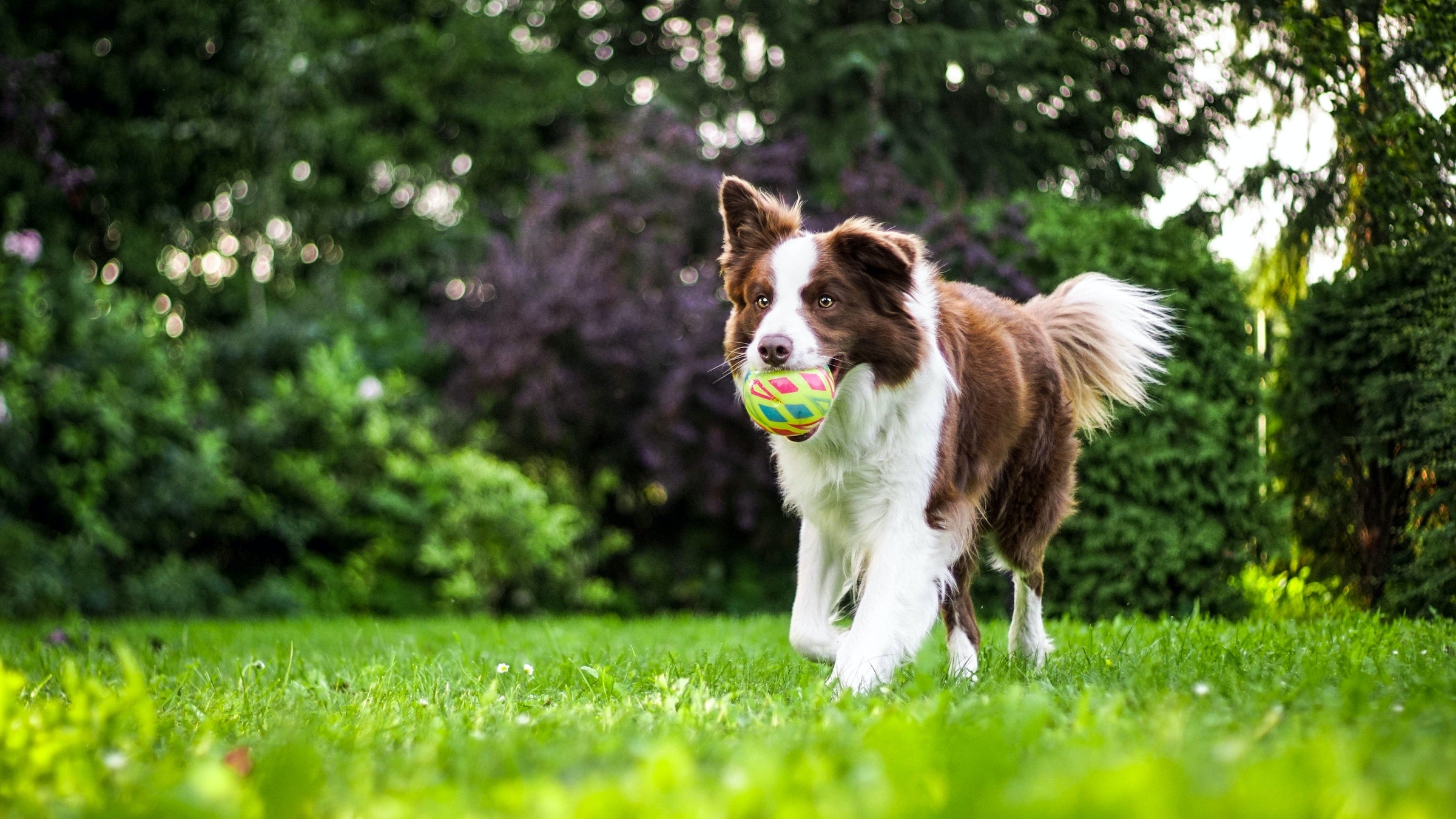 Springande hund med en boll i munnen